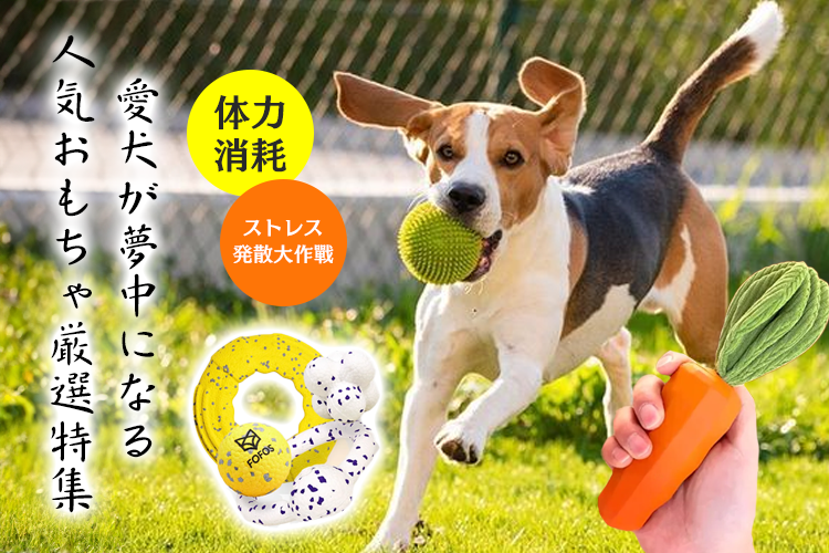 愛犬が夢中になる人気おもちゃ厳選